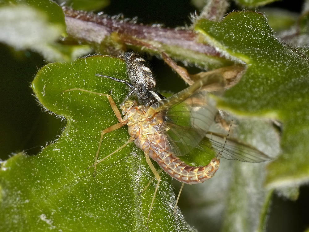 Salticus scenicus - San Giorio di Susa (TO)